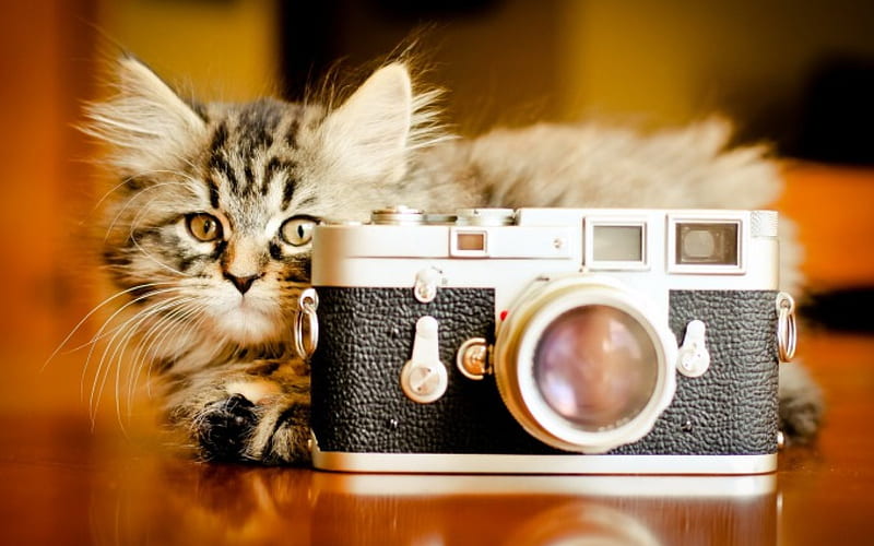 kitten camera