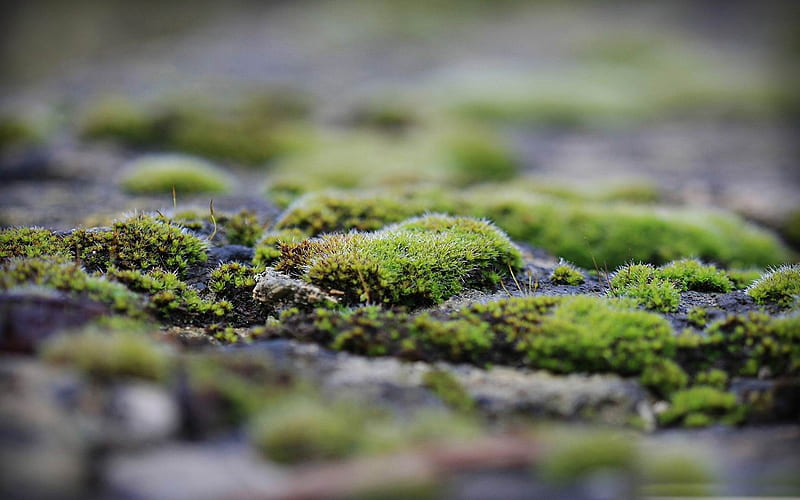 moss-Macro graphy, HD wallpaper