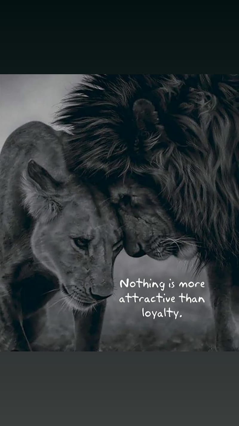 Loyalty, lion, lioness, lions, loyality, sayings, sings, sings and saying,  star, HD phone wallpaper | Peakpx