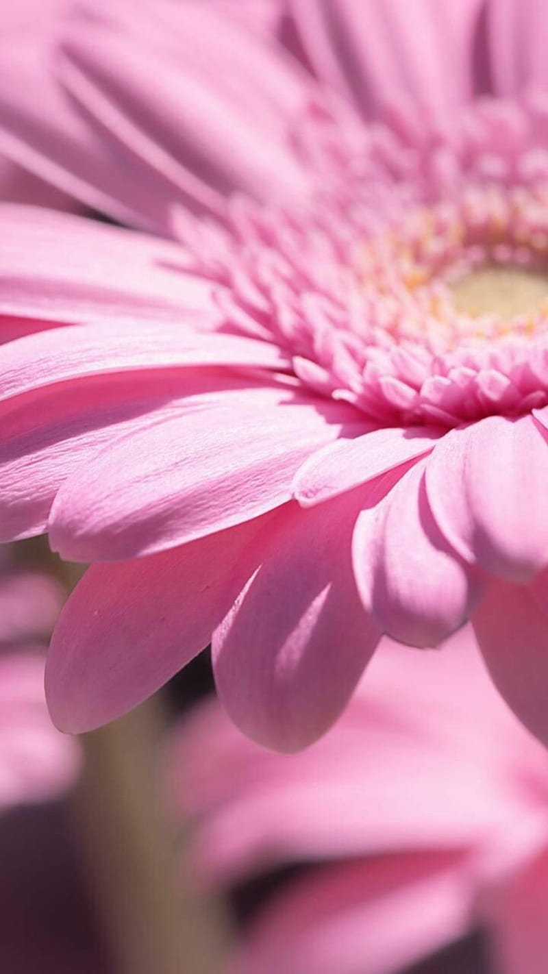 Pink Daisy Pictures  Download Free Images on Unsplash