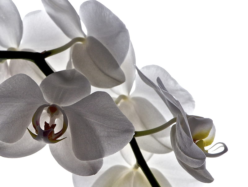 Orchids, alb, flower, white, orchid, oree, flower, nature, orquidea, flori, white, HD wallpaper