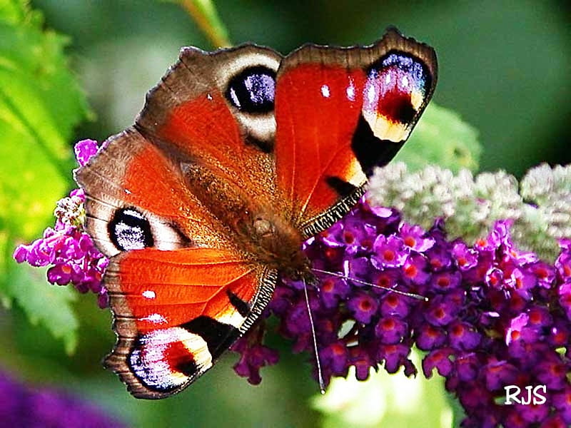 Butterfly (Aglais io) for my dear friend Jeannie (Candy Sugar), lovely, friend, butterfly, flowers, nature, gift, HD wallpaper