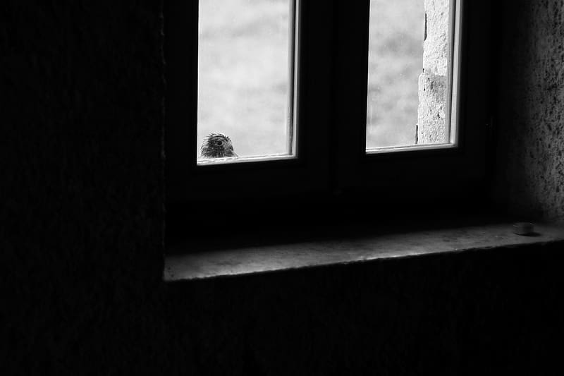 falcon, bird, window, sad, black and white, HD wallpaper
