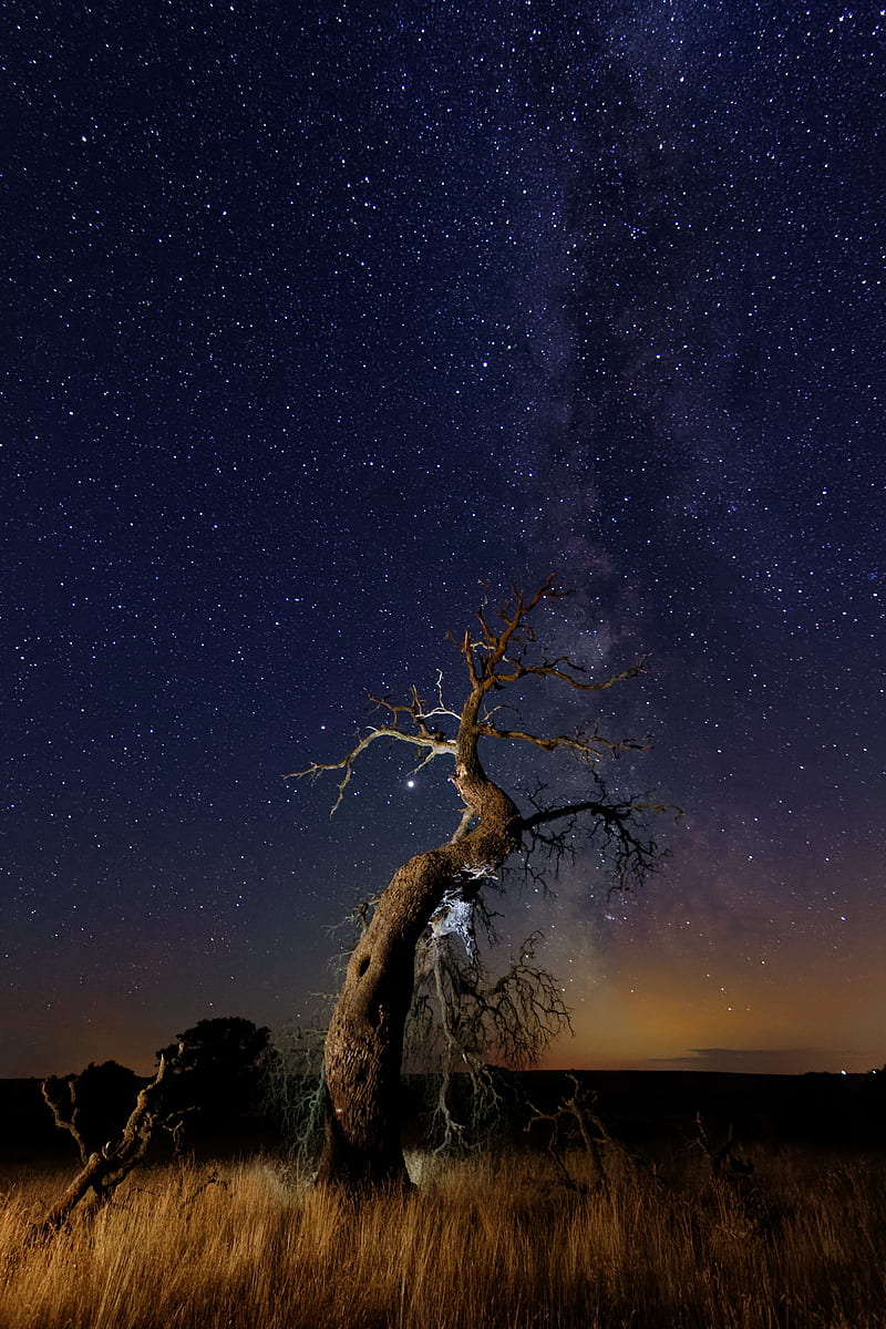 driftwood, tree, night, starry sky, grass, stars, HD phone wallpaper