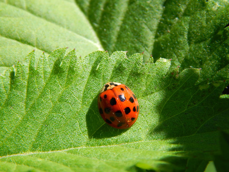 Ladybug, cutie, shot, beauty, nature, ladybugs, leaf, HD wallpaper