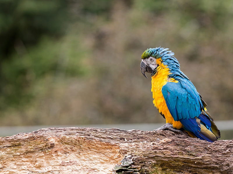colorful parrot, colorful, birds, fly, parrot, HD wallpaper