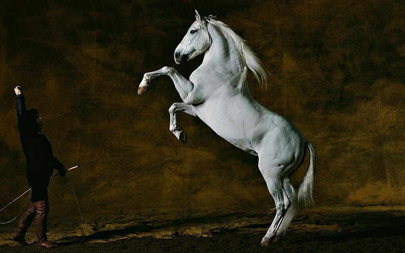 Rearing Up, stallions, white, andalusian, horses, spanish, HD wallpaper