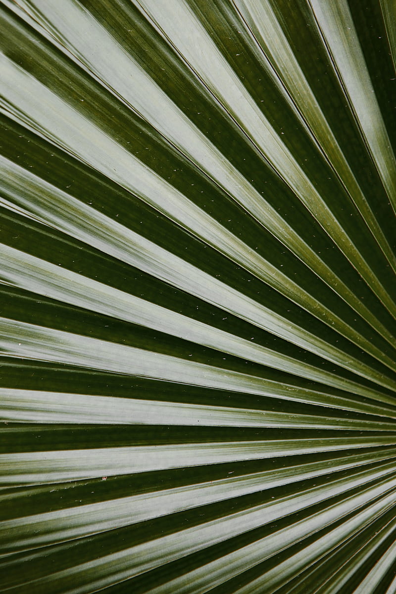 leaf, macro, palm, green, glossy, HD phone wallpaper