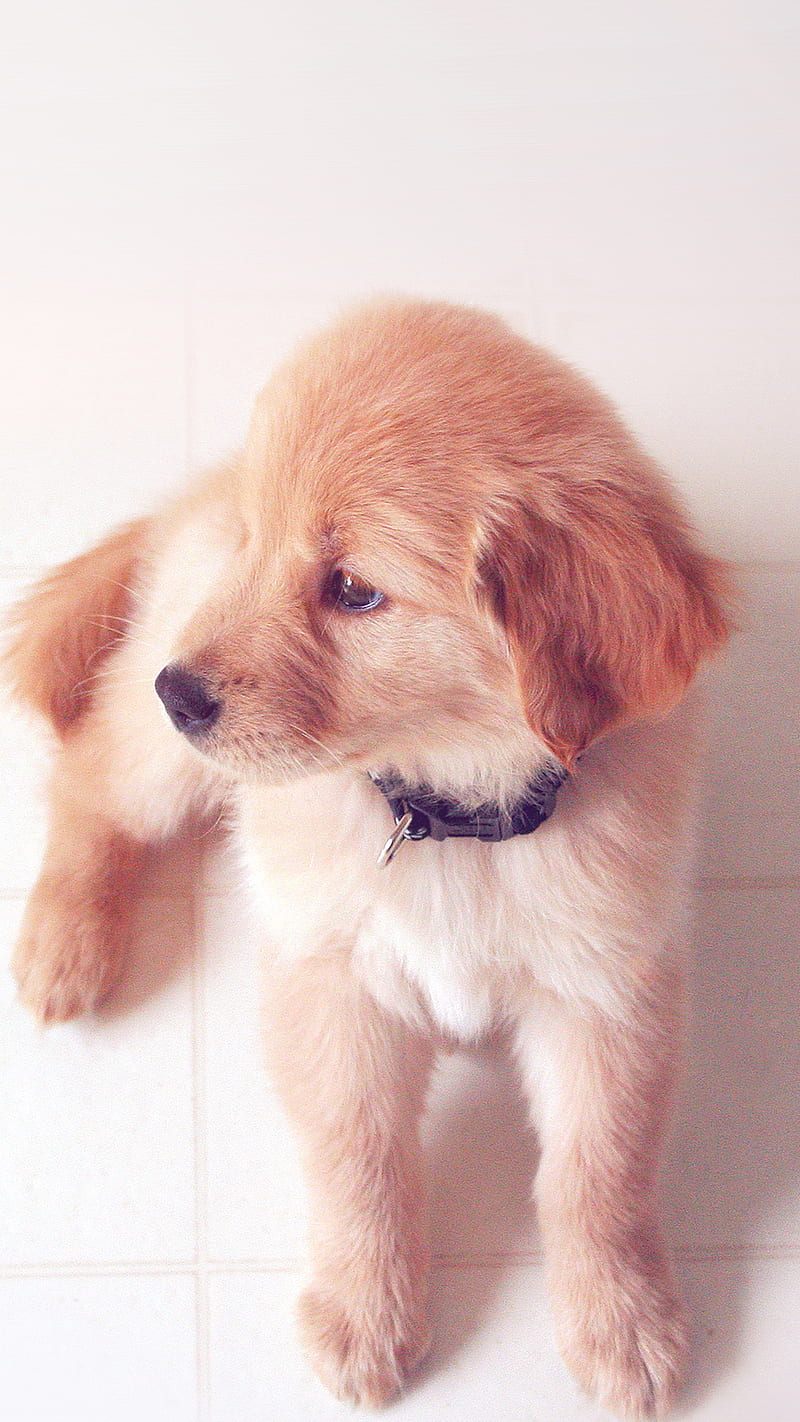 Cute Puppy , dog, animal, HD phone wallpaper
