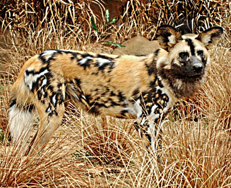 African wild dog, coat, painted, muzzle, dark, HD wallpaper