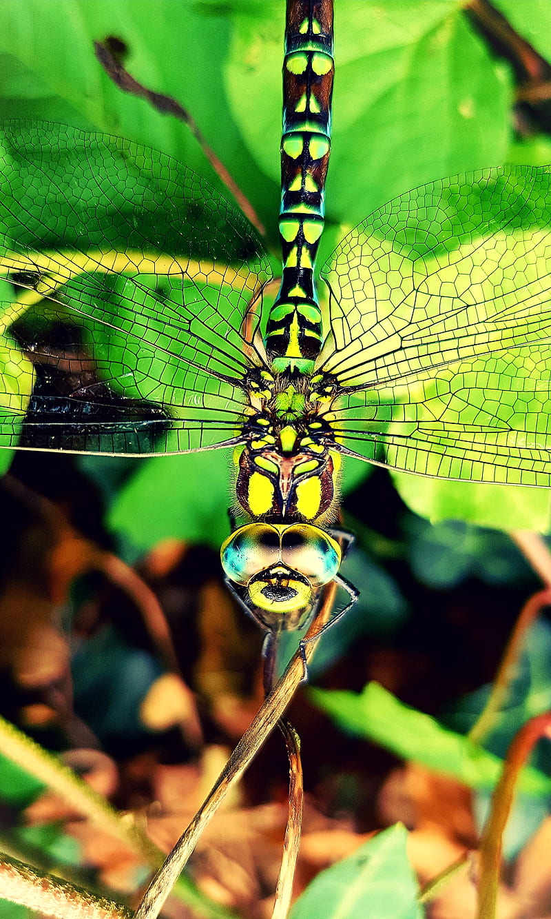 eoS dragon fly, dragonfly, s8, HD phone wallpaper