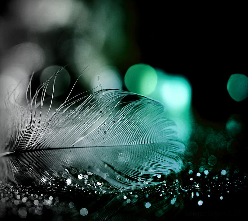 Sparkling Feather, feather, sparkling, HD wallpaper