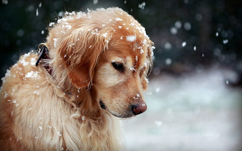 dog, Golden Retriever, winter, snow, pets, HD wallpaper