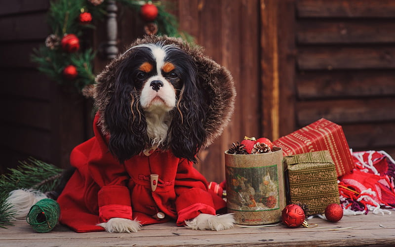 Norfolk Spaniel, Christmas, New Year, decorations, Christmas balls, dogs, HD wallpaper