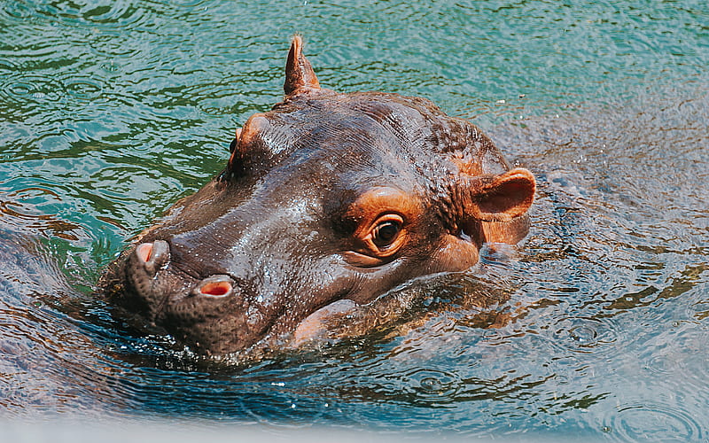 Hippo wildlife, swimming hippo, Hippopotamus, Africa, Hippopotamus amphibius, HD wallpaper