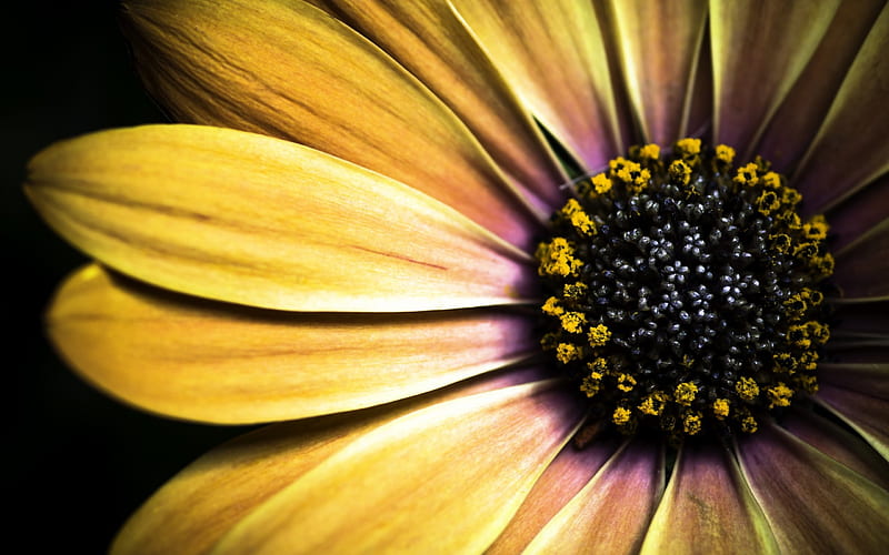 Golden Shasta Daisy, yellow, daisies, flowers, nature, HD wallpaper