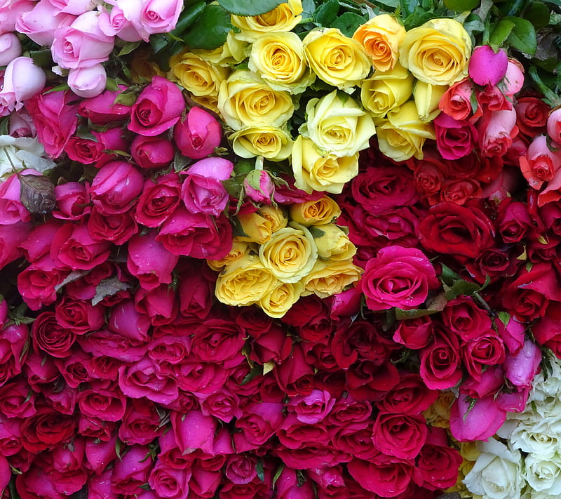 Burma, color, flower, flower, rose, HD wallpaper