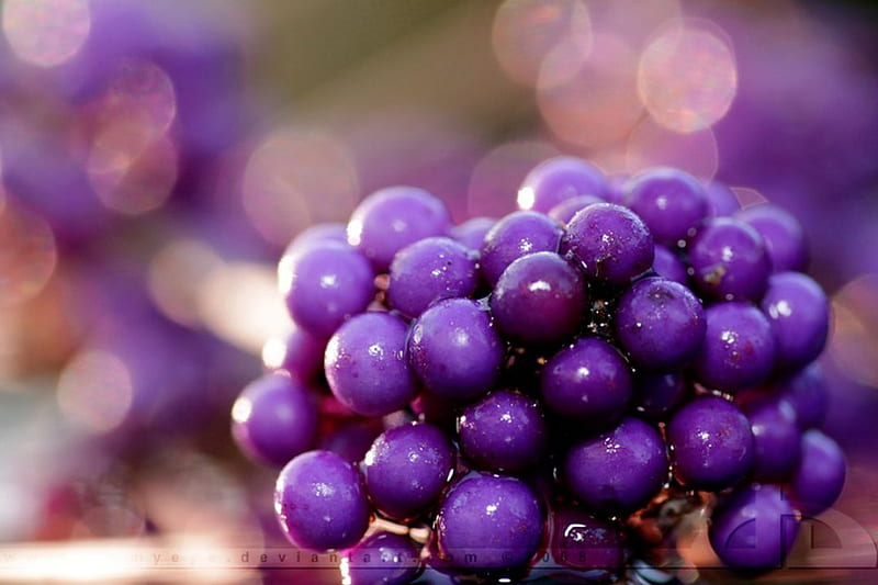 Beauty berry, autumn, food, plant, fruits, abstract, grape, graphy, bokeh, purple, berry, macro, close-up, HD wallpaper