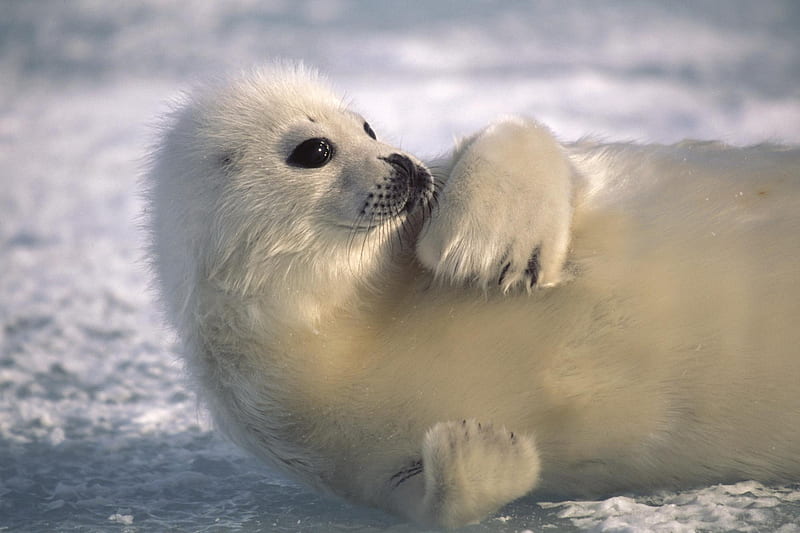 Baby seal, cub, arctic, seal, baby, HD wallpaper