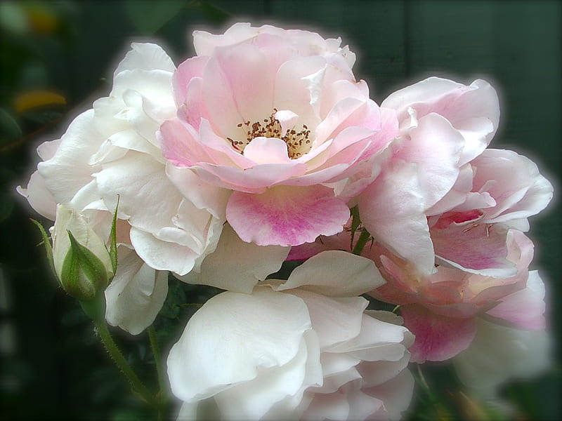 Pale Pink & White Rose, pretty, rose, pale, bonito, soft, spring, delicate, nature, pastel, white, pink, HD wallpaper