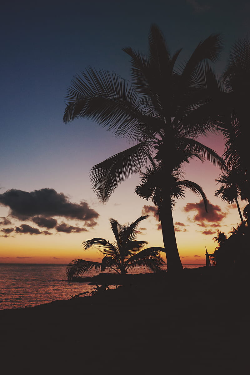 nature, beach, trees, water, palm trees, sunset, HD phone wallpaper