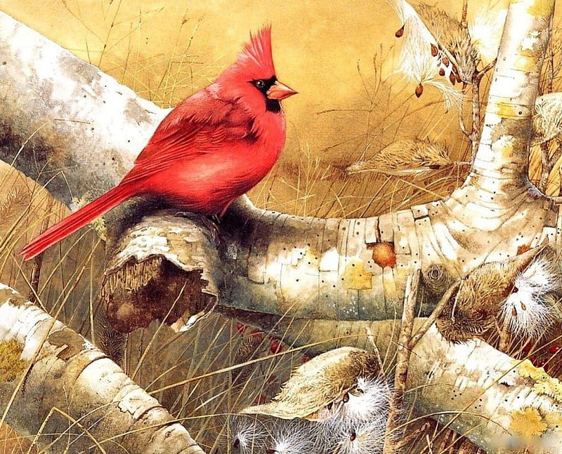 Cardinal in Fall, red, wings, brown, grass, crest, yellow, branch, tan, perched, tree, bird, beige, beak, white, feathers, HD wallpaper