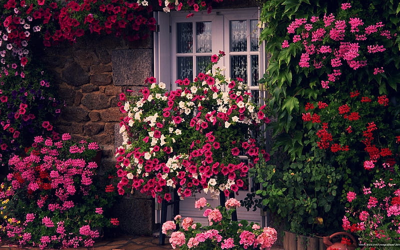 Door with Flowers, flowers, house, pink, door, HD wallpaper
