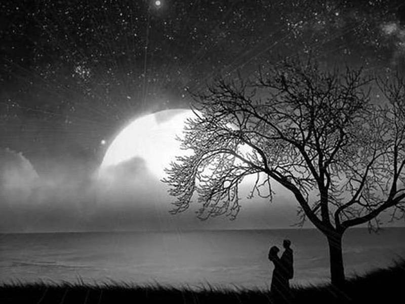 Silhouette Lovers, lovers, moonlight, tree, HD wallpaper | Peakpx