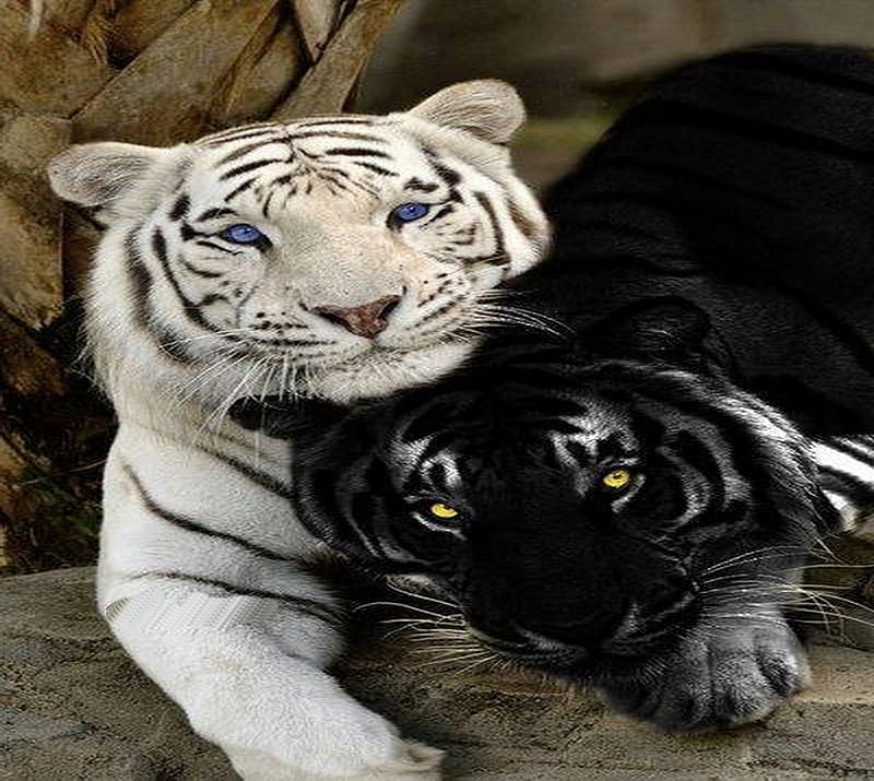 Black and white, tigers, black, stripes, white, HD wallpaper