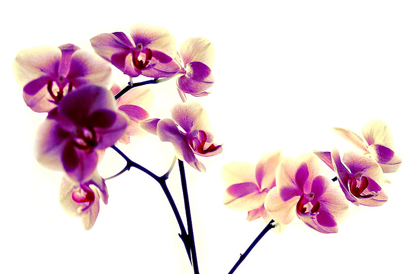 Purple and vanilla orchids for MillyCake2, alb, mov, flower, orchids, purple, vanilie, white, flower, nature, flori, white, vanilla, HD wallpaper