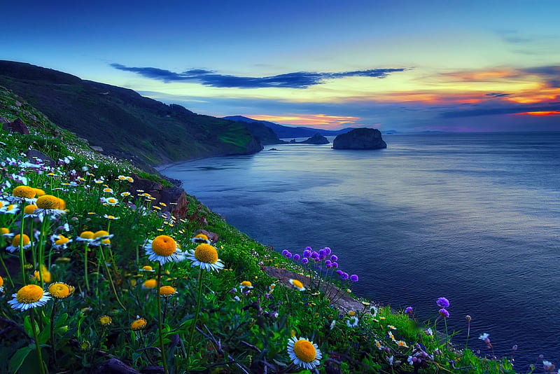 Coastal sunset, lovely, view, grass, ocean, bonito, sunset, camomile, sky, clouds, sea, daisies, wildflowers, flowers, coast, meadow, HD wallpaper