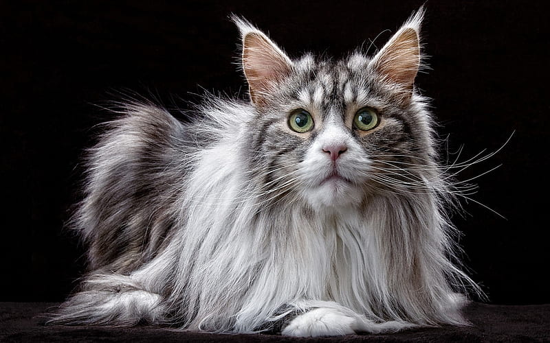 Maine Coon, black, cat, animal, pisica, HD wallpaper | Peakpx