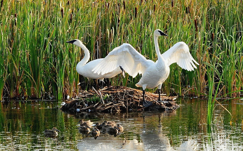 Trumpeter Swan Family, water, nest, plants, birds, chicks, swans, HD wallpaper