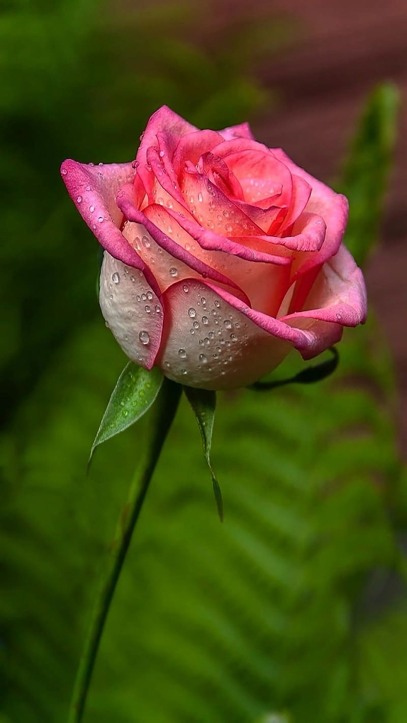Gulab Ka Phool, Pink Rose With Waterdrop, flower, HD phone wallpaper