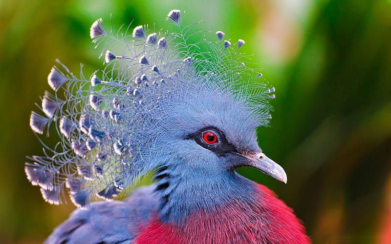 victoria crowned pigeon-Animal graphy, HD wallpaper