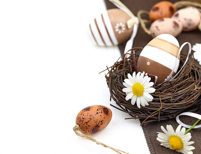Easter, nest, eggs, flowers, camomile, HD wallpaper