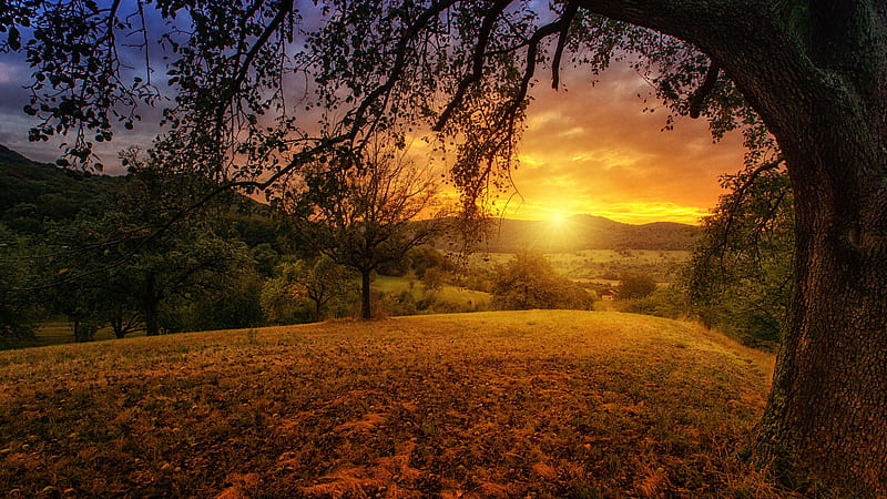 Tree Sun Aesthetic Dawn Landscape Panorama, tree, nature, landscape, dusk, dawn, HD wallpaper