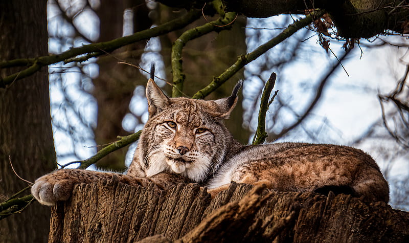 lynx, big cat, animal, tree, HD wallpaper