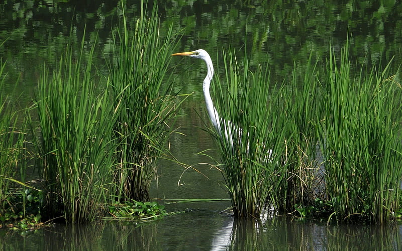 Great Egret, water, reeds, bird, egret, HD wallpaper