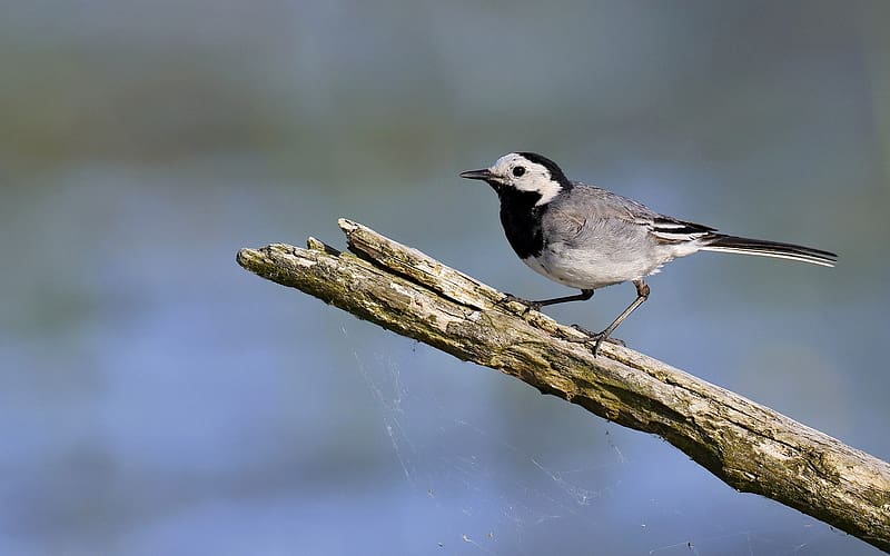 White Wagtail, bird, wagtail, wooden, white, HD wallpaper