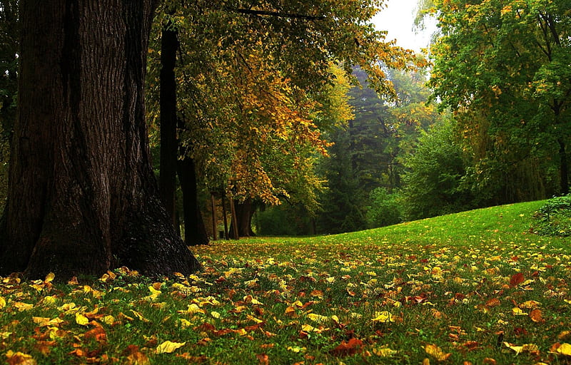 Nature , autumn, bonito, season, jungle, fall, autumn , forest, HD wallpaper