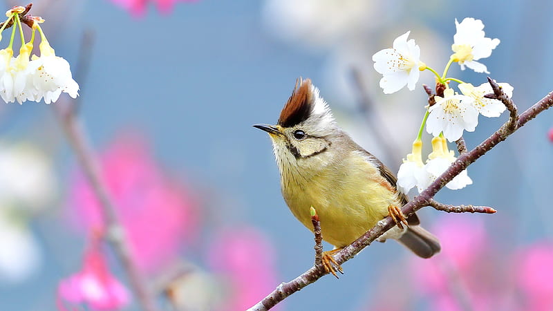 Bird, flower, yellow, pasari, spring, white, tit, blue, pink, HD wallpaper