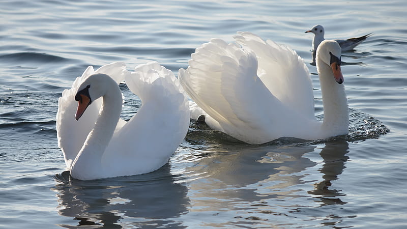 White Seagull Swans Birds, HD wallpaper