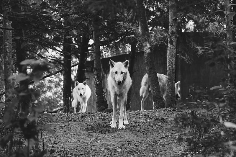 gray scale of three dogs on forest, HD wallpaper