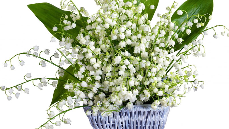 Lilies of the valley, lily of the valley, lacramioare, green, basket ...