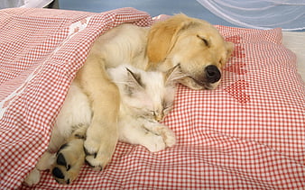 cute kittens and puppies sleeping together