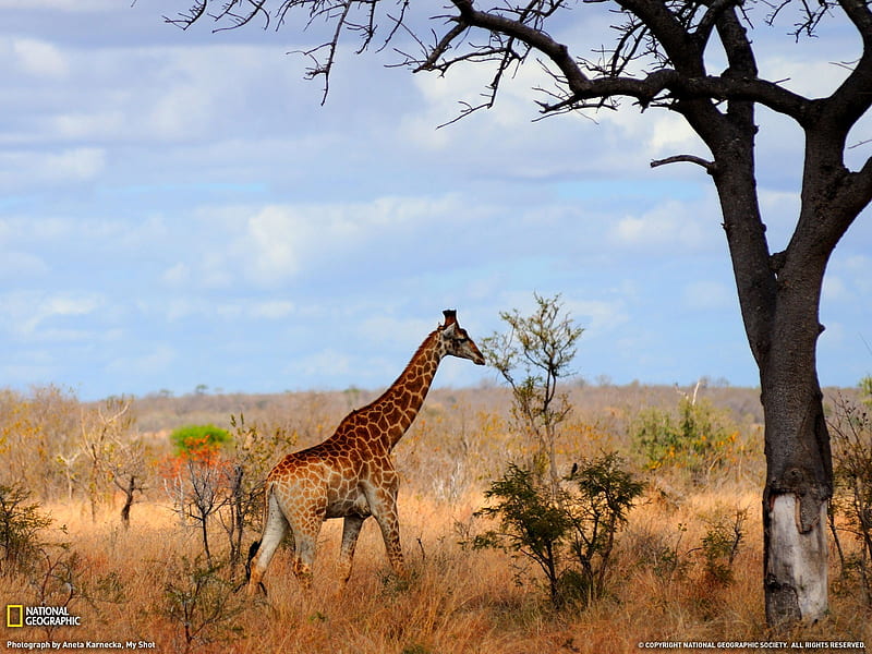 Grazing giraffes- National Geographic selected, HD wallpaper
