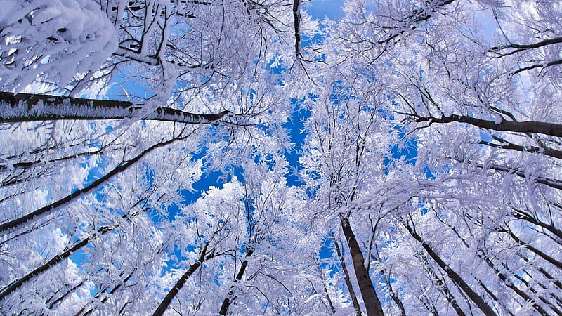 Facing the blue sky.., facing, upwards, snow, bonito, trees, sky, frozen, blue, HD wallpaper