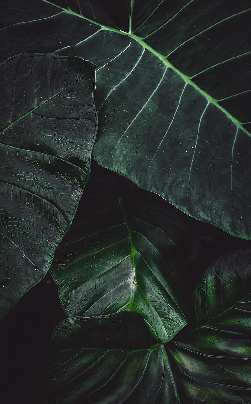leaves, green, macro, plant, surface, HD phone wallpaper