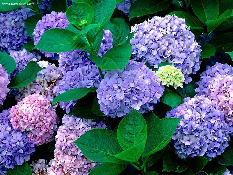 hydrangea, flowers, gardens, garden, nature, violet, HD wallpaper